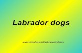 Labrador Dogs