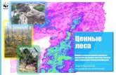 Ценности лесов Дальнего востока России