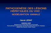 Pathogenèse des lésions hépatiques du VHC.ppt