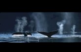 Baleinesausuddel Argent