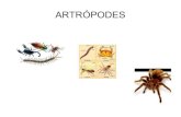 Artropodes E.M.