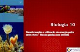 B20    transformação e utilização de energia pelos seres vivos - trocas gasosas nos animais