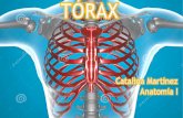Torax - Anatomía de tórax