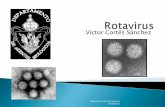 8.  Rotavirus