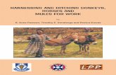 Harnessing and Hitching Donkeys, Horses and Mules for Work