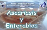 ascaris lumbricoides y enterobiais