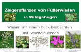 HUMER-Zeigerpflanzen von Futterwiesen in Wildgehegen,F48,2013-0309