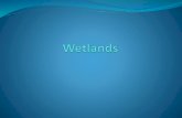 Wetlands project file for yunchai-chen