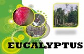 Sandhya eucalyptus 2