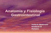 Anatomía y fisiología gastrointestinal