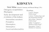 Kidney developmentprint