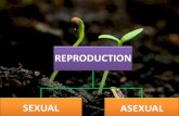 Reproduction in humans