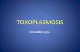Toxoplasma clase