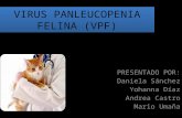 Virus panleucopenia felina