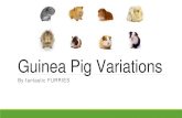 Guinea pig variations