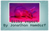 Jonny's bilby report