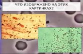 09 бактерии