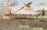 Estructura De Los Ecosistemas