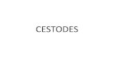 Microbiología - Cestodes Dr Martinez
