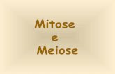 Mitose meiose