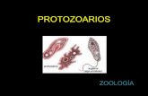 Protozoarios Y Cnidarios