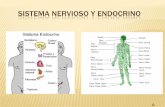 Sistema nervioso y endocrino terminado 1