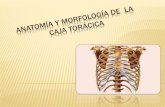 Anatomía y morfología de  la caja torácica