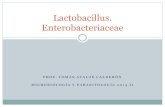 Lactobacillus y enterobacteriaceae