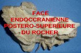 Face endocrânienne postéro-supérieure du rocher