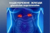 Glandula suprarenalis