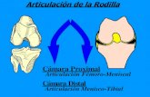 4   articulación de la rodilla anatomica