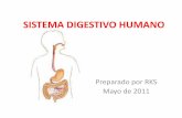 PPt Sistema Digestivo