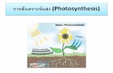 Lec การสังเคราะห์แสง (photosynthesis)