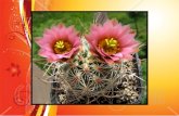 CACTUS FLOWERS  Kaktuszok