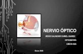 Nervio óptico optometria
