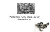 Aspergillus ponencia cic ues 2009