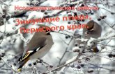 Исследовательская работа: Зимующие птицы,Пермского края.