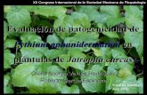 Evaluacion de patogenicidad de Pythium en Jatropha curcas