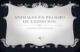Animales en peligro de extinción♥ Presentacion en Power Point