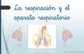 La respiración y el aparato respiratorio