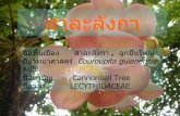 20080802 Cannonball Tree Botany
