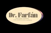 Digestión   Higado - Dr Farfan