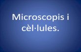 Microscopis i cèl·lules