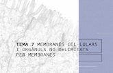 Tema 7 membranes cel·lulars i orgànuls no delimitats per membranes