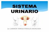 Clase 8   sistema urinario carmen perales
