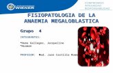 Fisiopatologia de anemia megaloblastica
