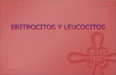 Eritrocitos y leucocitos
