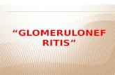 Glomerulonefritis ok