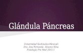 Glandula Pancreas