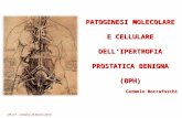 Patogenesi molecolare e cellulare dell'bph II